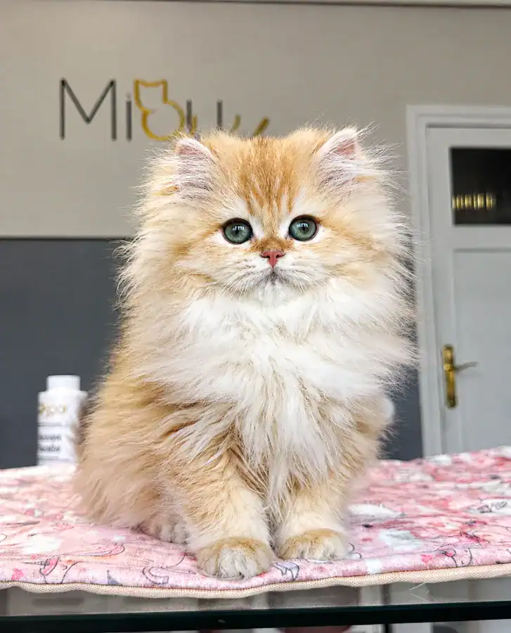 Comprar gatito British Longhair en Sevilla