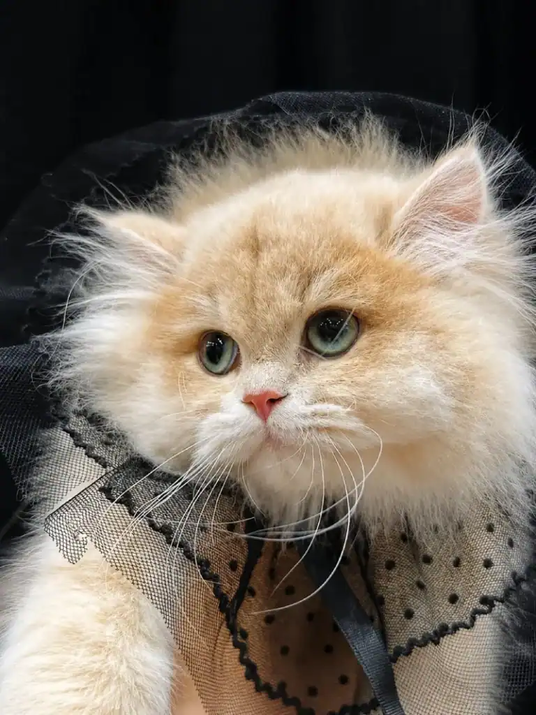 Comprar gatito British Longhair en Pamplona