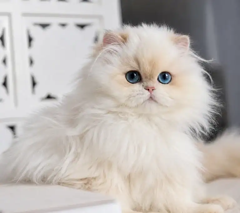 Comprar gatito British Longhair en Málaga