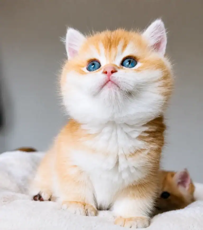 Comprar gatito British Shorthair en Pamplona
