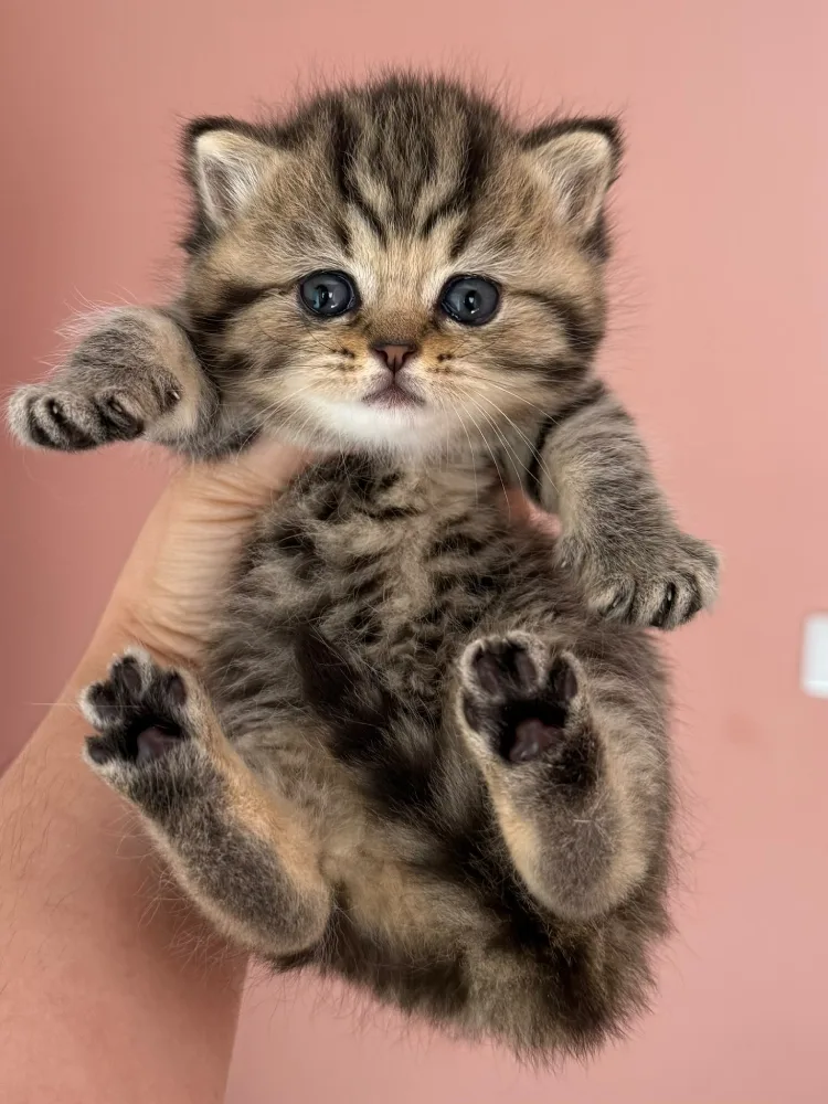 Koa, gato British Shorthair Black Tabby disponible en MiauKolor
