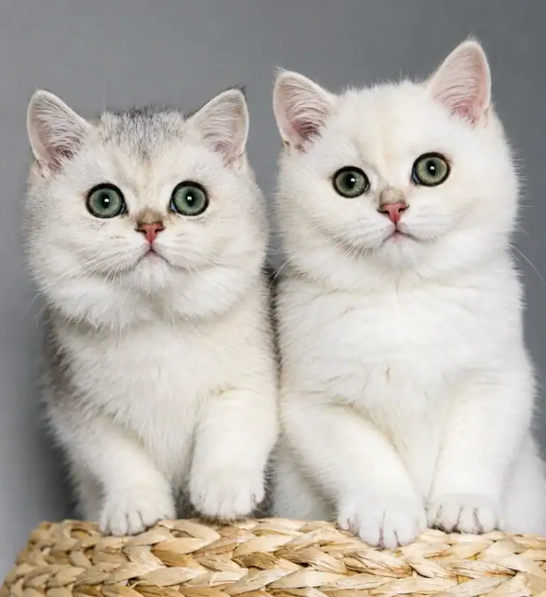 Gatito British Shorthair entregado en Zaragoza, Aragón
