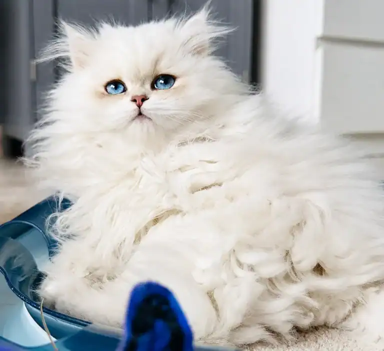 Comprar gatito British Longhair en Zaragoza