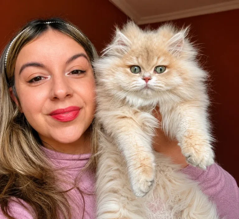Comprar gatito British Longhair en Valencia