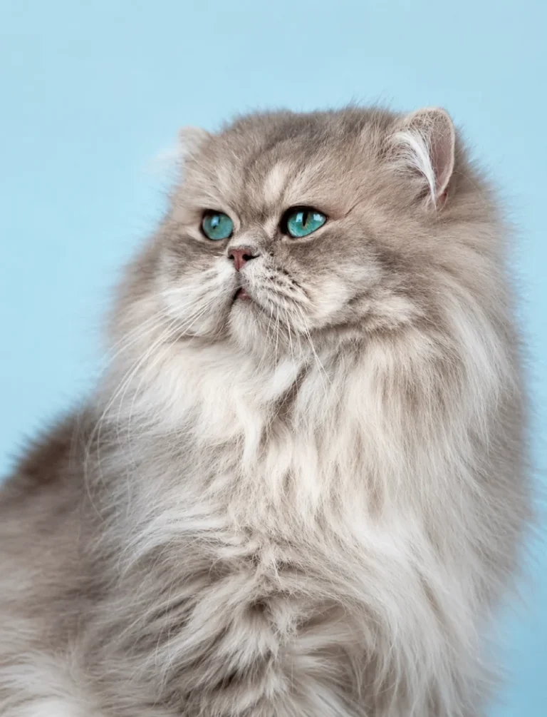 Comprar gatito British Longhair en Santander