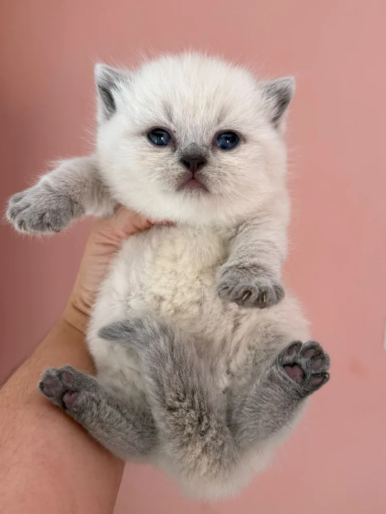 Perla, gata British Shorthair Golden Point disponible en MiauKolor