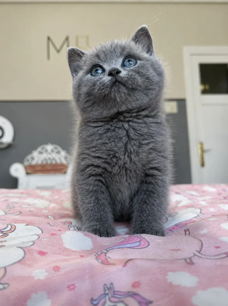 Comprar gatito British Shorthair en Santander