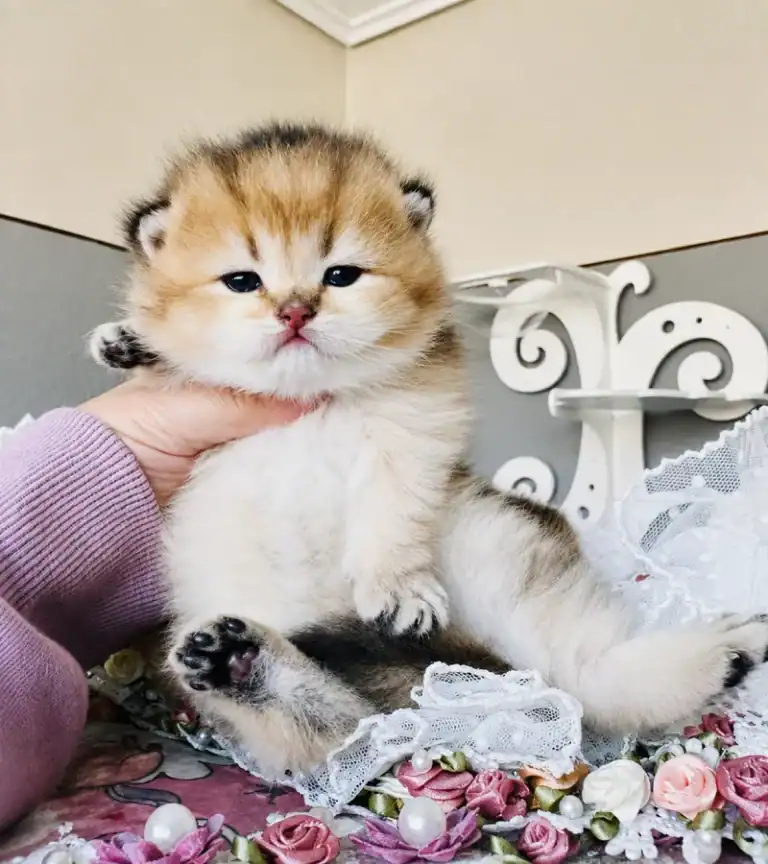 Gatitos British disponibles ahora en Zaragoza