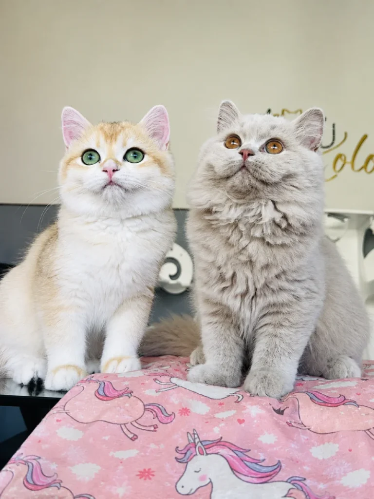 Gatitos British disponibles ahora en Santander