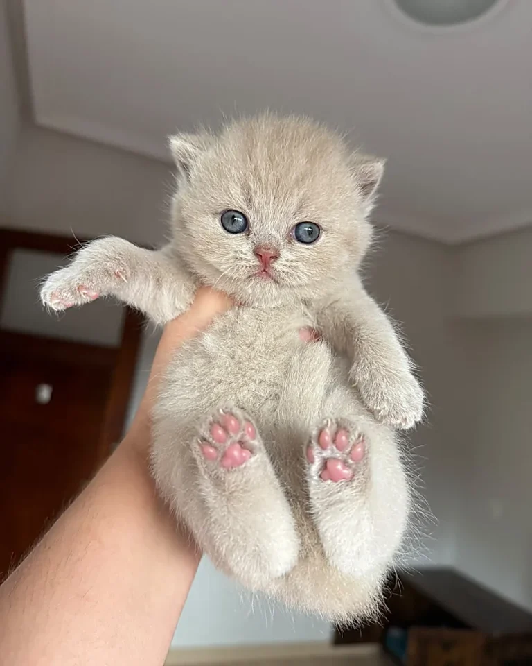 Gatito British Shorthair cream de MiauKolor, disponible para comprar en Murcia