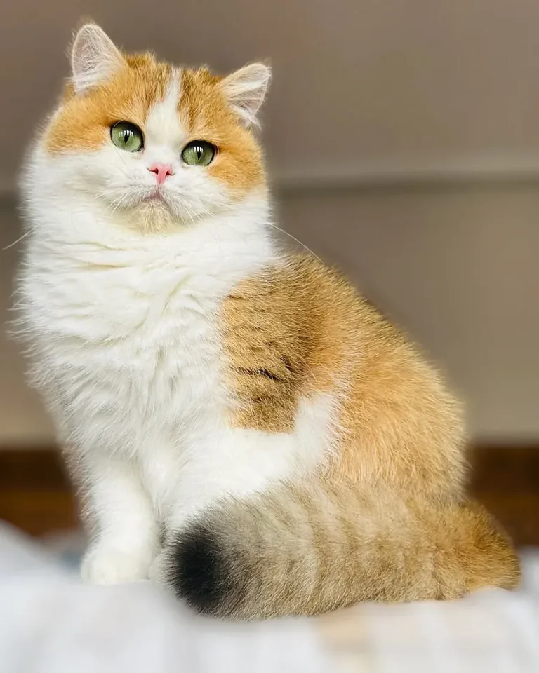 Comprar gato British en Salamanca