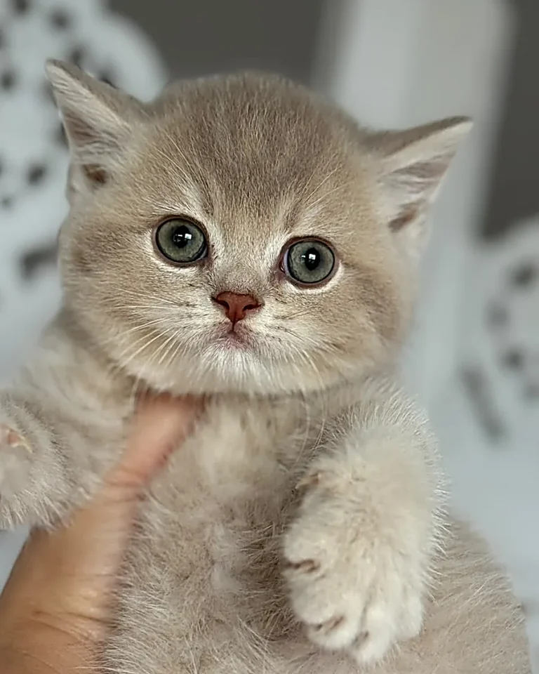 Gatito British Shorthair lila en brazos, disponible para comprar en Valladolid