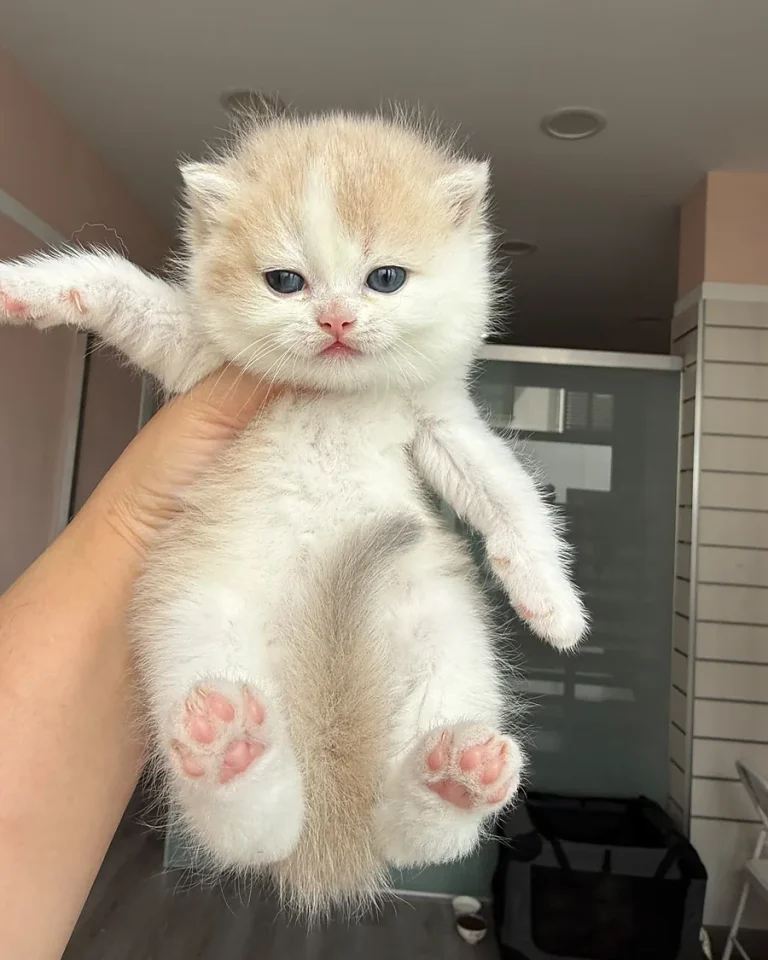 Comprar gato British en Vigo