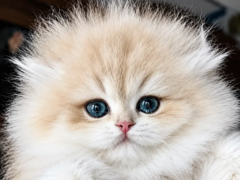 Comprar gato British con envío seguro en España — MiauKolor