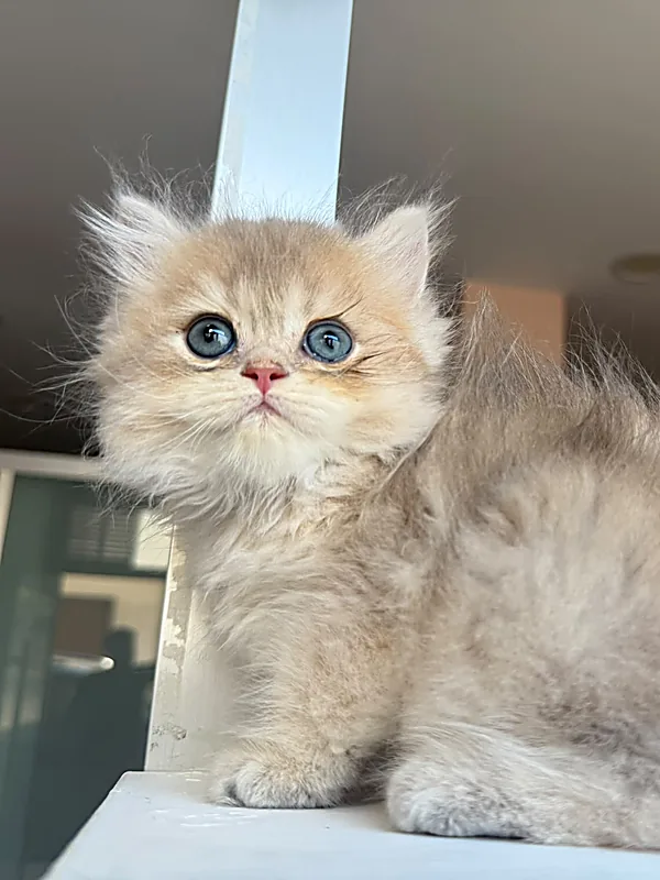 Comprar gatito British Longhair en Valladolid