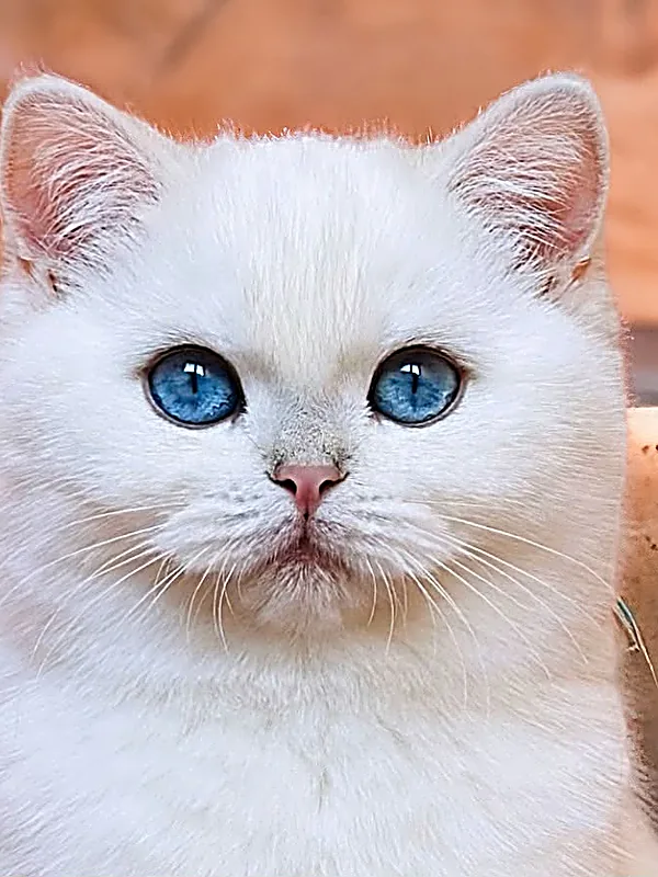 Comprar gatito British Shorthair en Valladolid