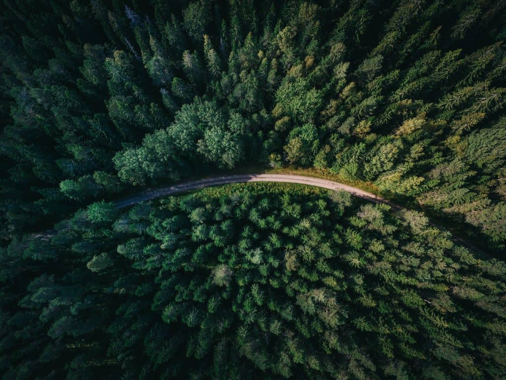 Photo of lush forest - sustainable clothing manufacturing
