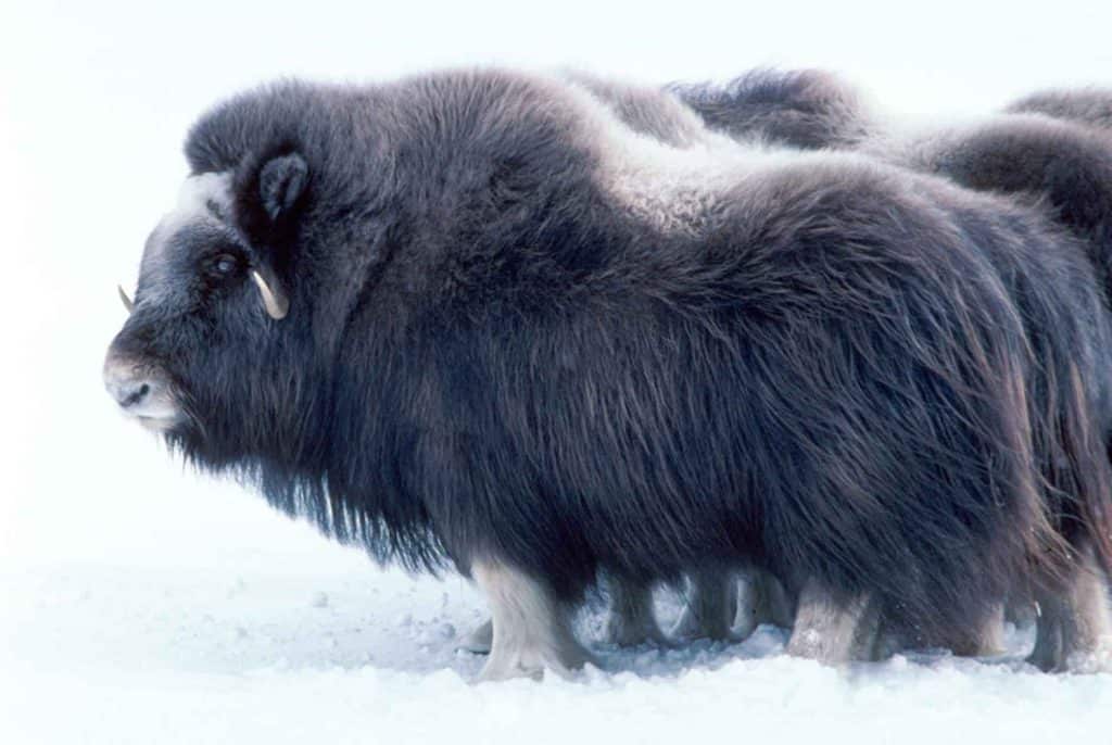 Qiviut Musk Ox