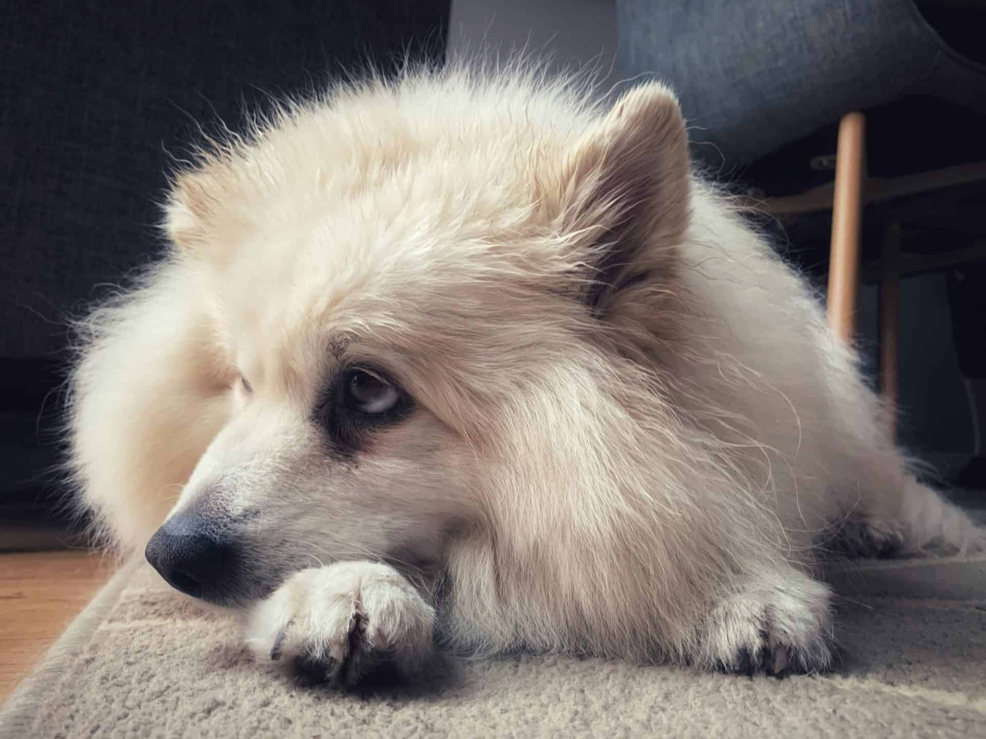 a white dog laying down