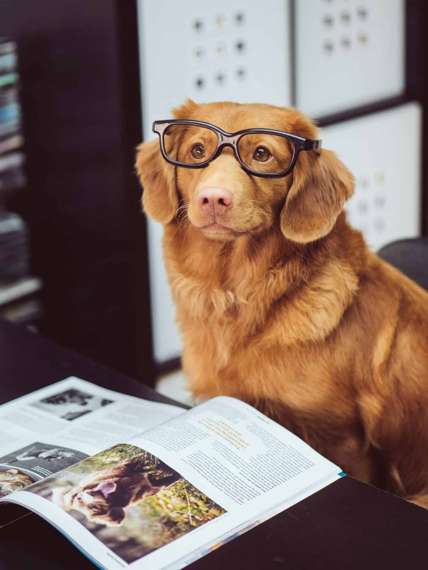 Golden retriever wearing glasses while reading a magazine