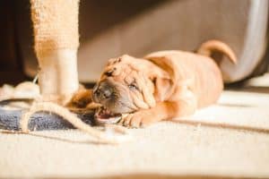 puppy chewing on toy - Stop Dogs From Chewing Everything