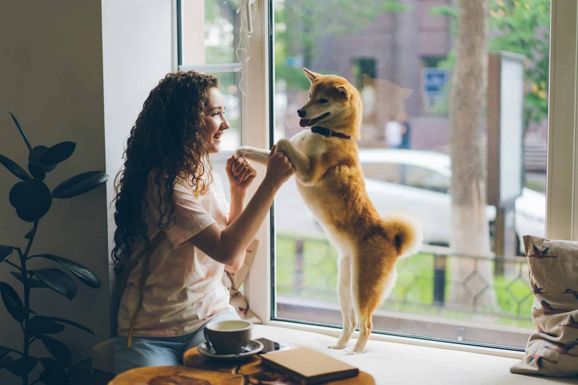 a dog and owner playing