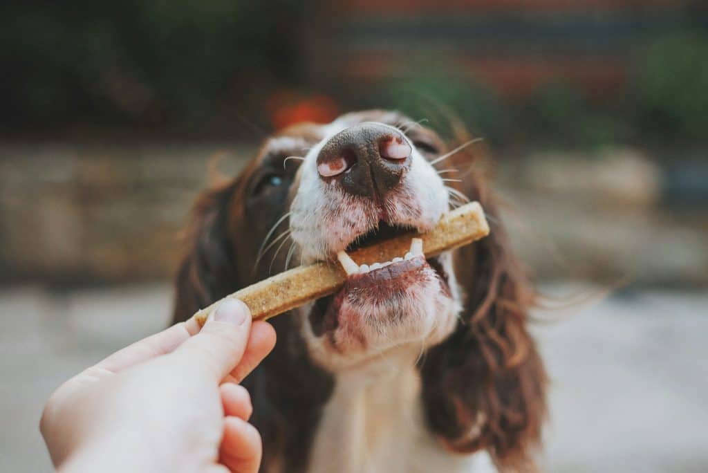 dog eating oral health treat - apartment pet dental care