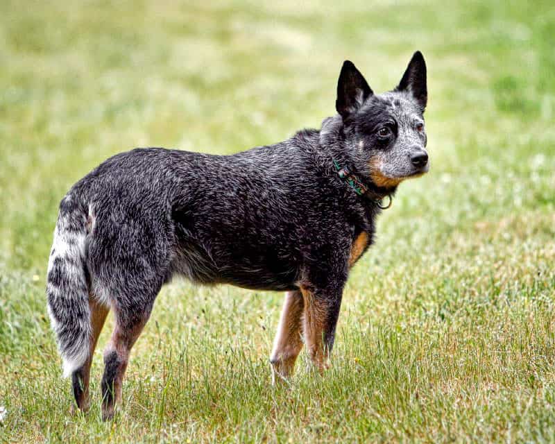 Australian cattle dog 1