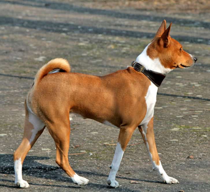 Basenji 1