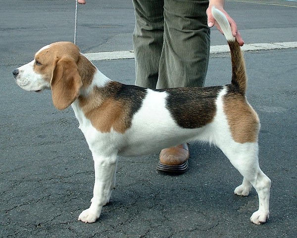 Beagle 1