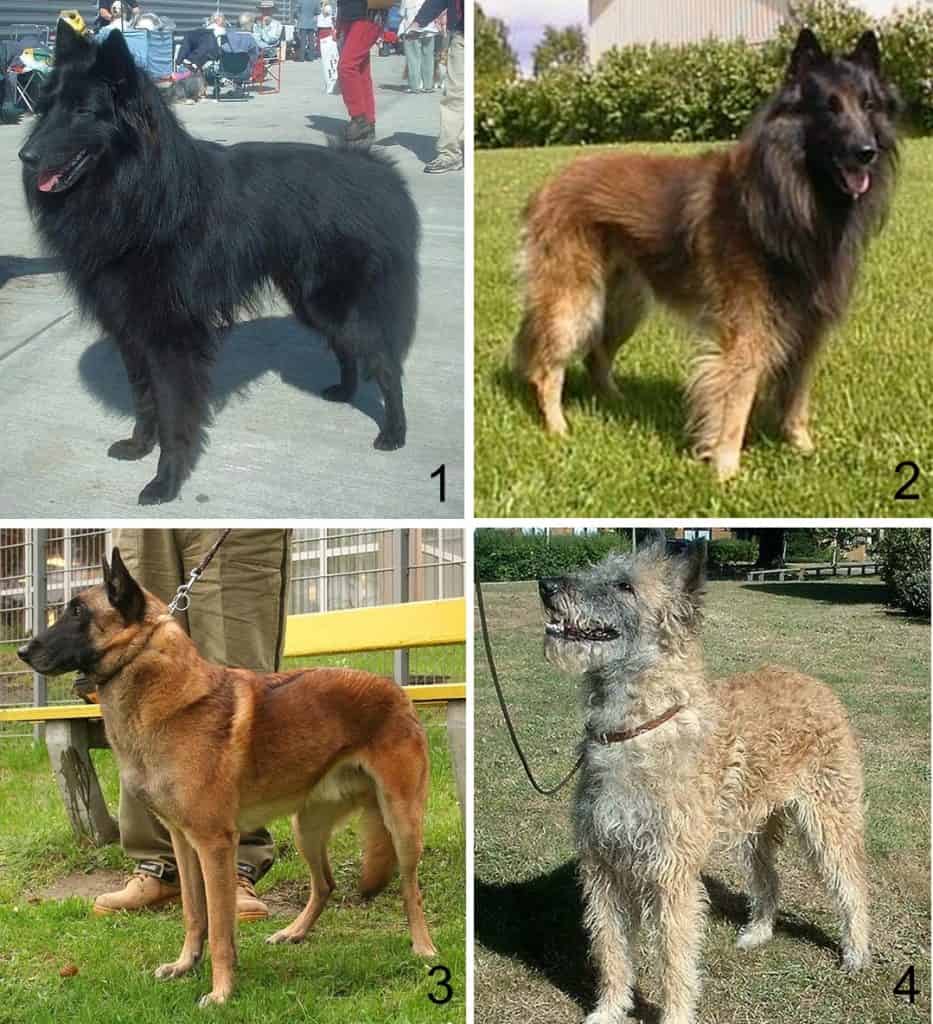 Belgian tervuren