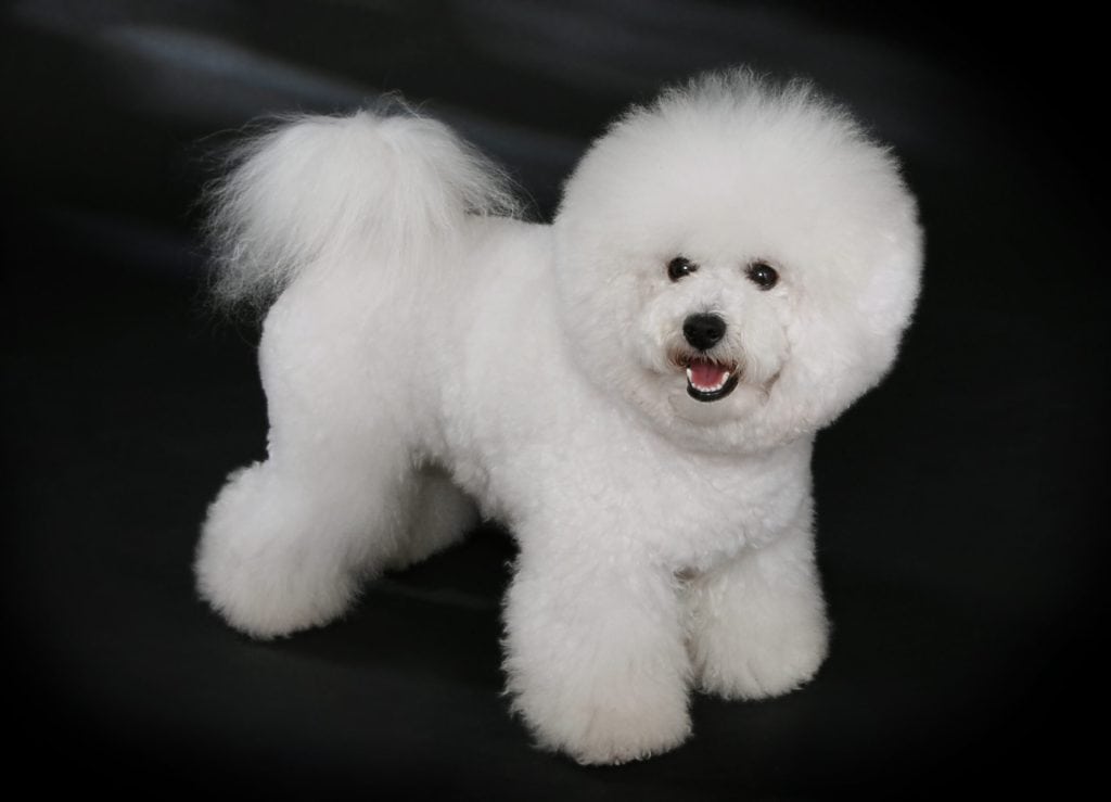 Bichon frise