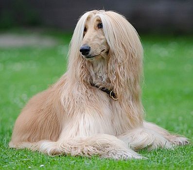 Breed 5496