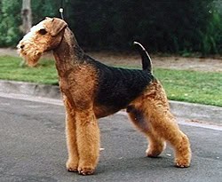 Breed 5497