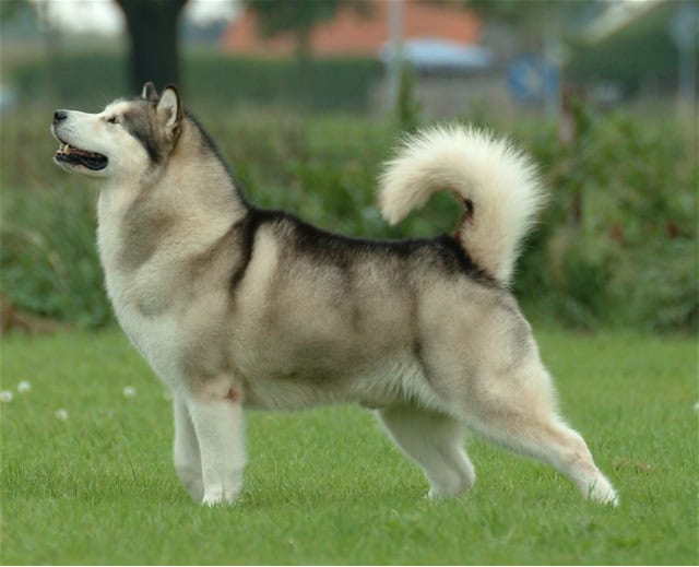 Breed 5499