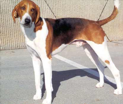 Breed 5501