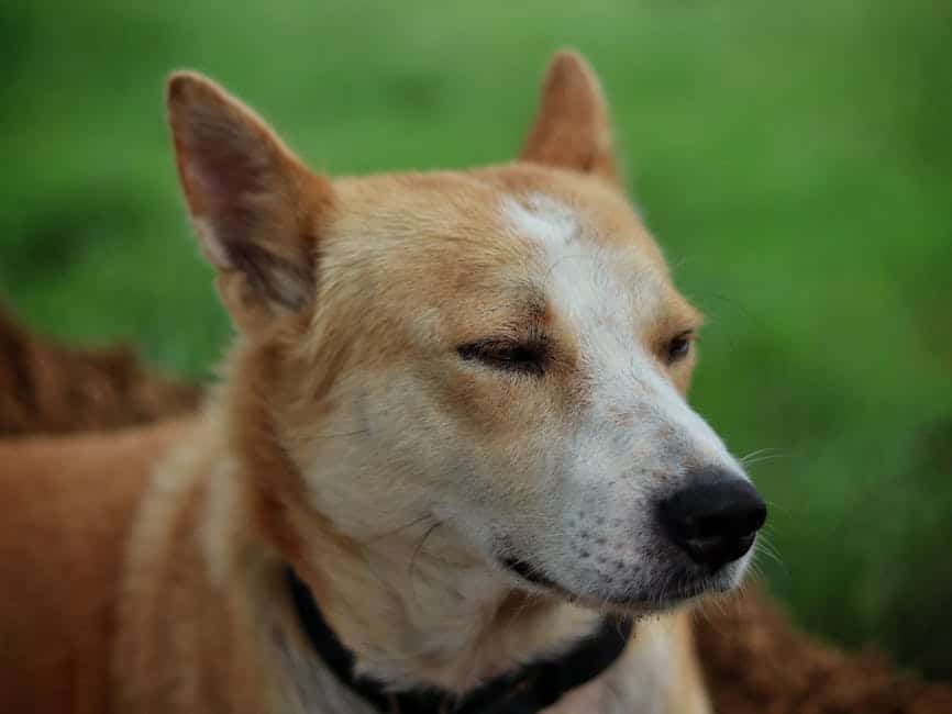 Canaan Dog dog care guide. Photo by Sudhir Sangwan on Pexels.