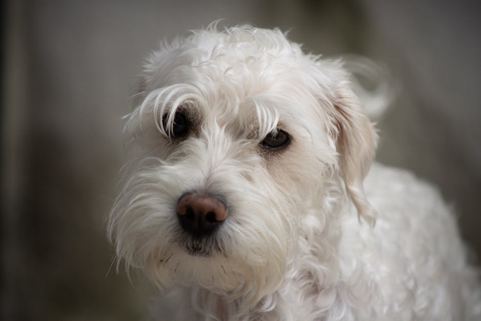 Dandie Dinmont Terrier dog care guide. Photo by George Orta on Pexels.