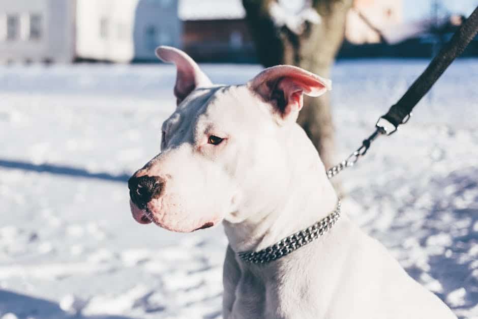 Dogo Argentino dog care guide. Photo by freestocks.org on Pexels.
