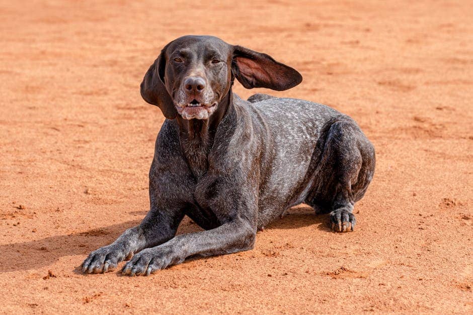 German Shorthaired Pointer dog care guide. Photo by gabesdotphotos photographer on Pexels.