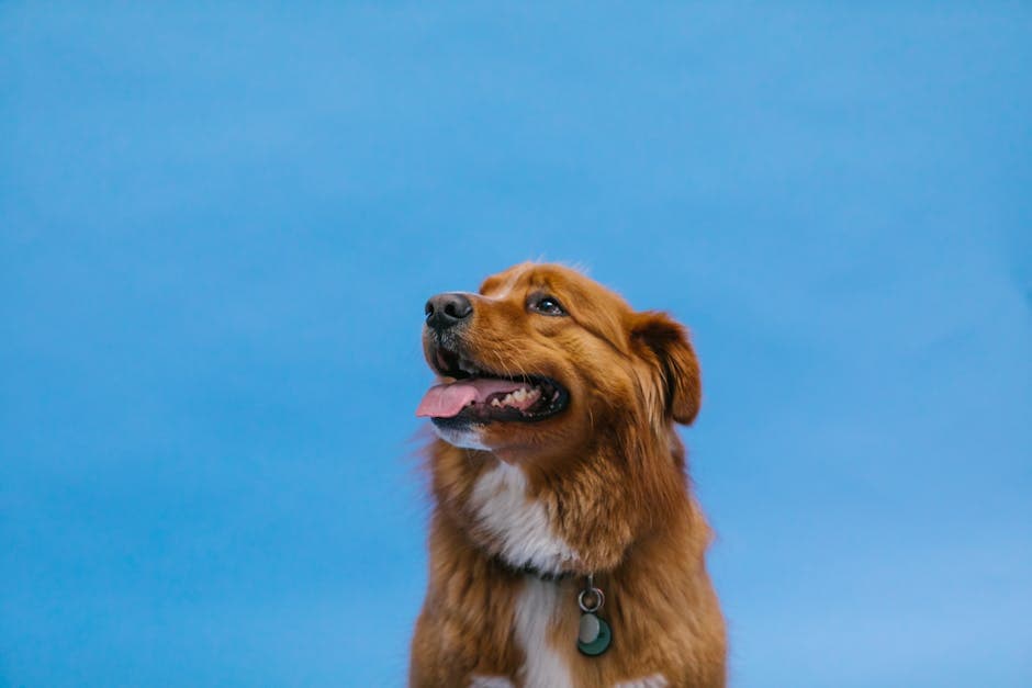 Nova Scotia Duck Tolling Retriever dog — care guide featured image. Photo by RDNE Stock project on Pexels.