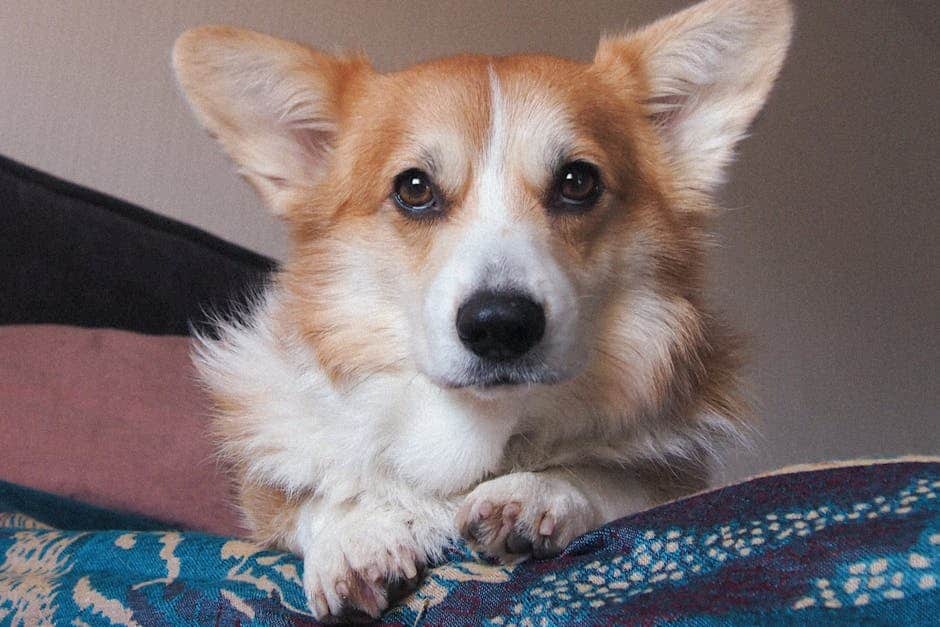 Pembroke Welsh Corgi dog — care guide featured image. Photo by Marina Zvada on Pexels.