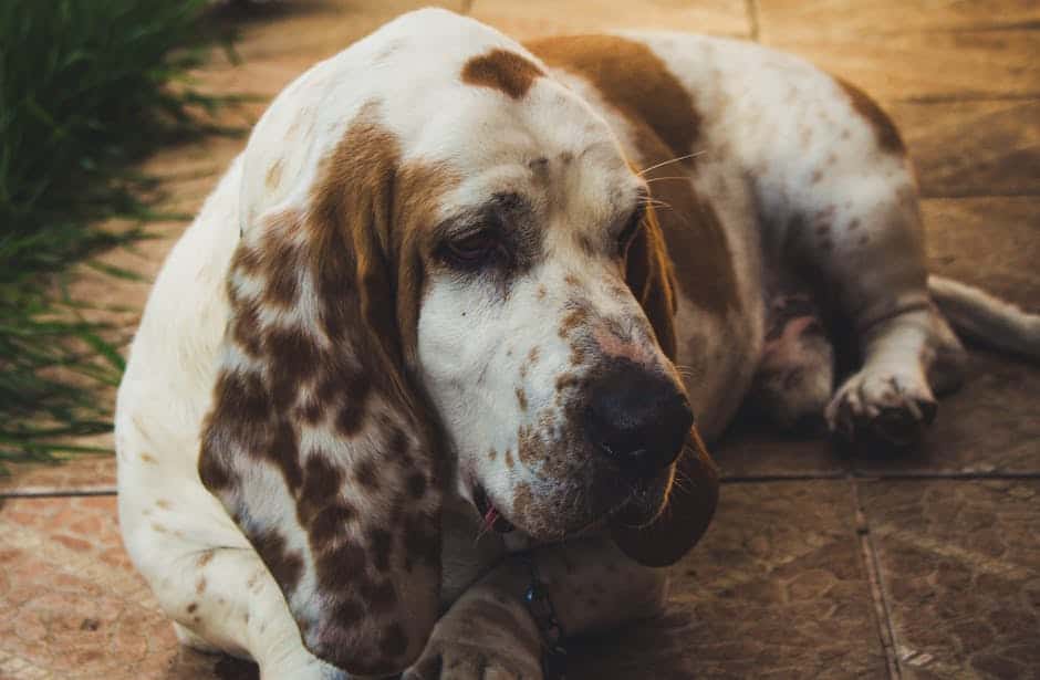 Petit Basset Griffon Vendéen dog — care guide featured image. Photo by Maximiliano I. Pinilla A. on Pexels.