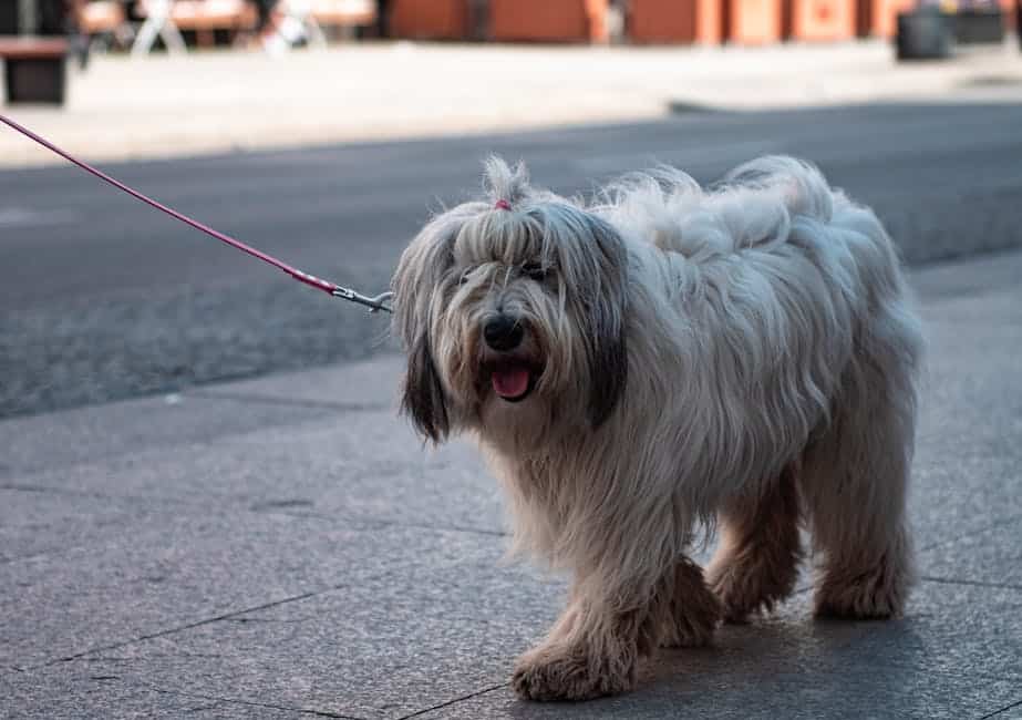Polish lowland sheepdog