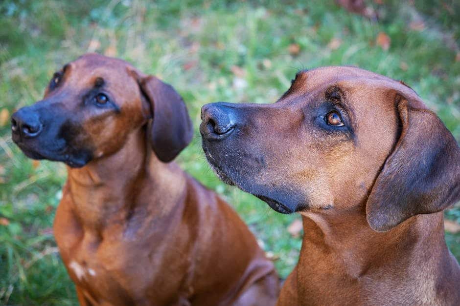 Rhodesian Ridgeback dog — care guide featured image. Photo by Ilo Frey on Pexels.