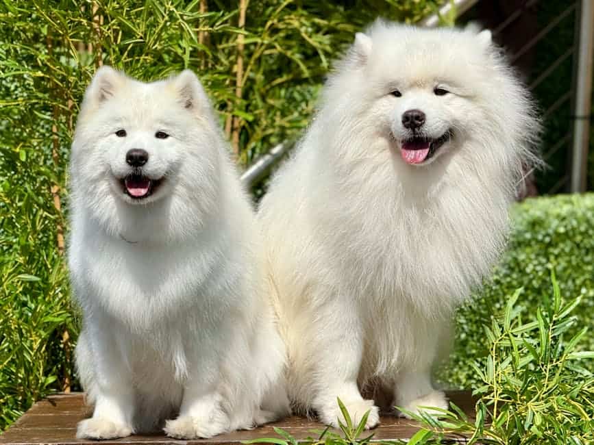 Samoyed dog — care guide featured image. Photo by Jools Magools on Pexels.