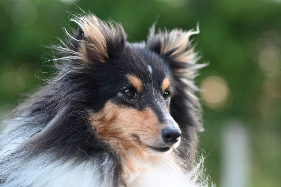 Shetland Sheepdog dog — care guide featured image. Photo by JacLou- DL on Pexels.