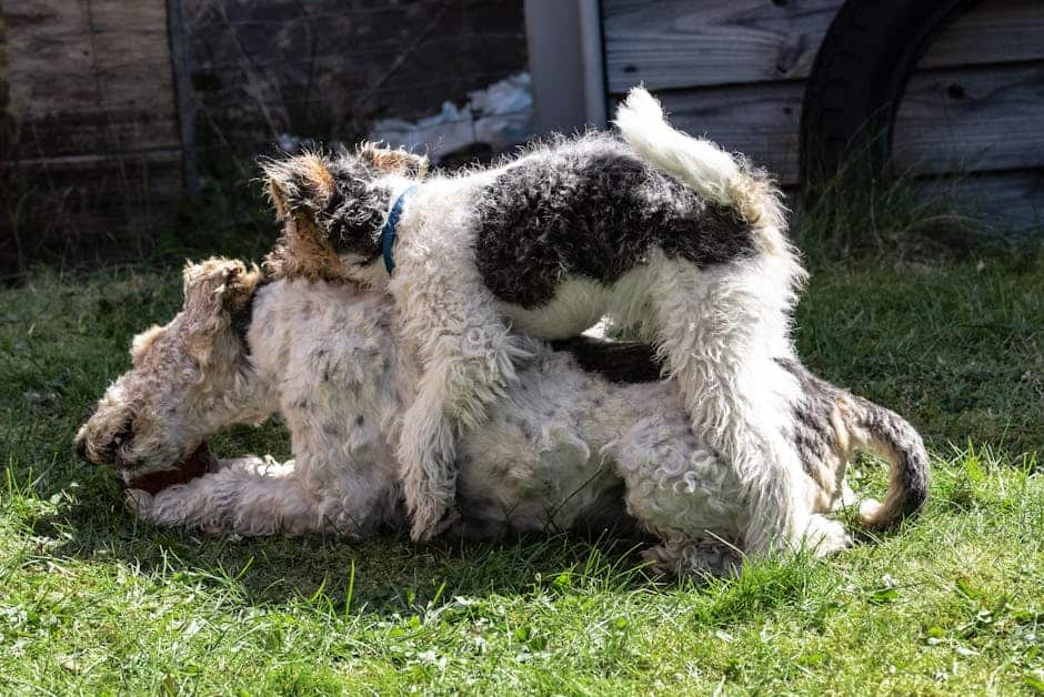 Smooth Fox Terrier dog — care guide featured image. Photo by Ekkehart Dallmeyer on Pexels.