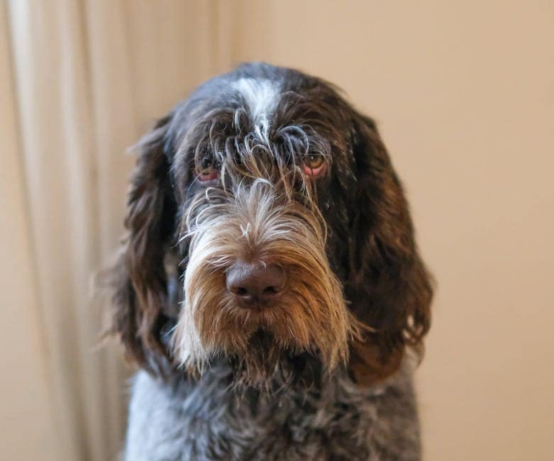 Spinone Italiano dog — care guide featured image. Photo by Andreas Schnabl on Pexels.