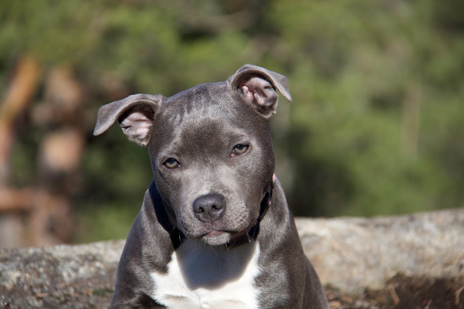 Staffordshire Bull Terrier dog — care guide featured image. Photo by Vuk Wolf on Pexels.